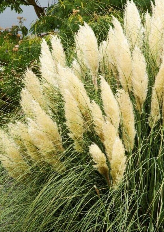 Dwf Pampas Grass Ivory Feathers #2