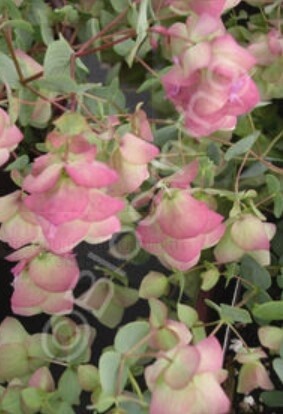 Oregano Kent Beauty 4"