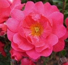 Rose Flower Carpet Pink Supreme 2 gal