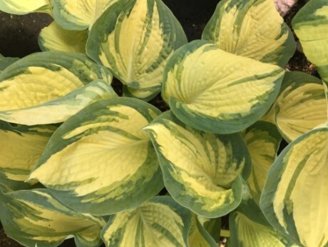 Hosta Great Expect 1 gal