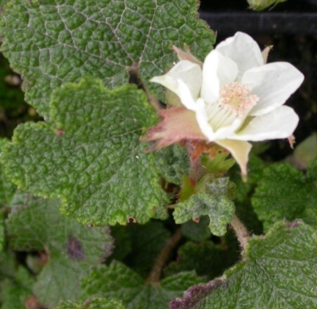 Rubus Emerald Carpet 4&quot;