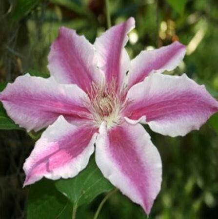 Clematis Scartho Gem 1 gal