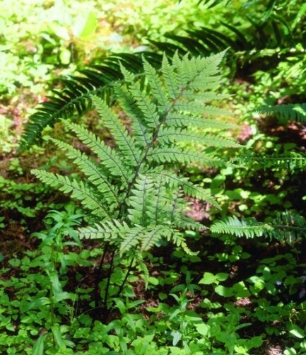 Lady Eared Fern QT