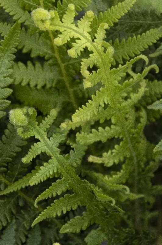 Japanese Beech Fern 1 gal