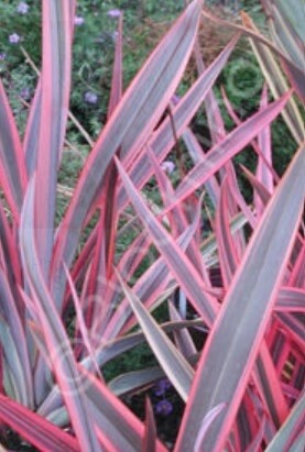 Phormium Sundowner QT
