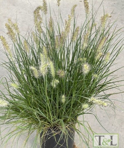Pennisetum Little Bunny 1 gal