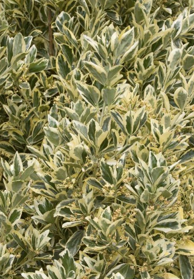 Euonymus Silver King 1 gal