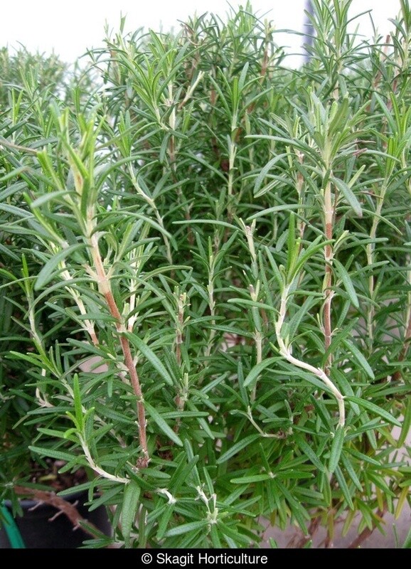 Rosemary Arp 1 gal