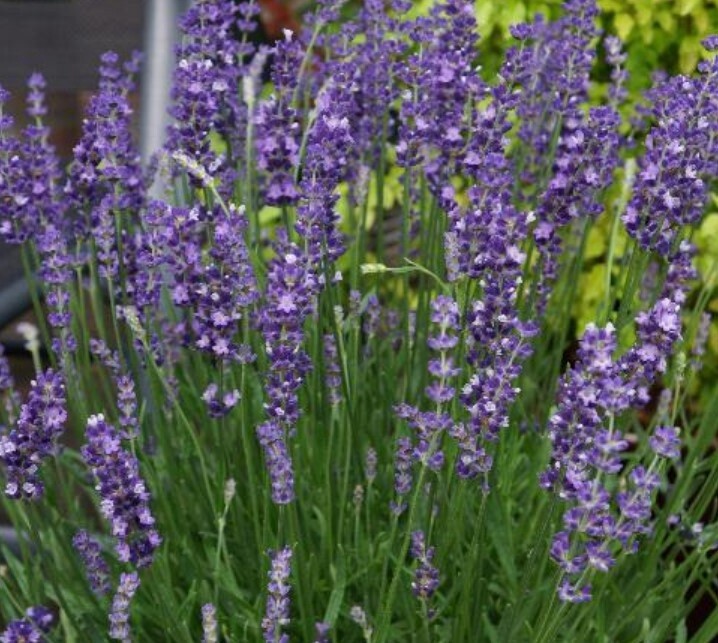 Lavender Big Time Blue 1 gal