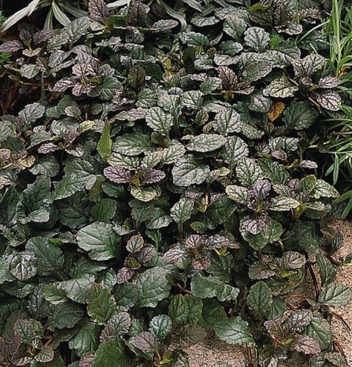 Ajuga Bronze Beauty 4&quot;