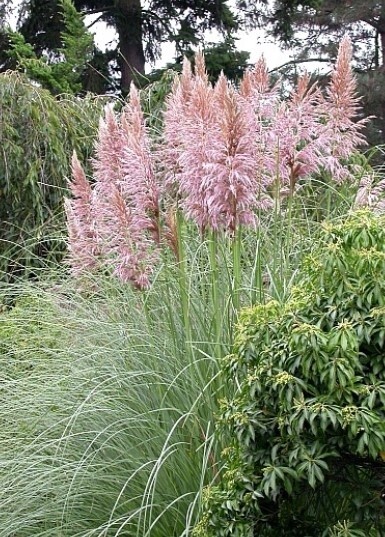 Pampas Grass Pink 1 gal