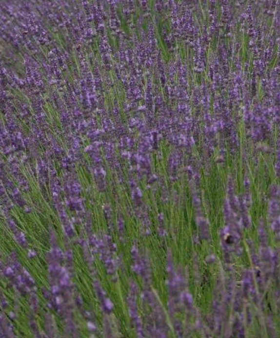 Lavender Phenomenal 1 gal