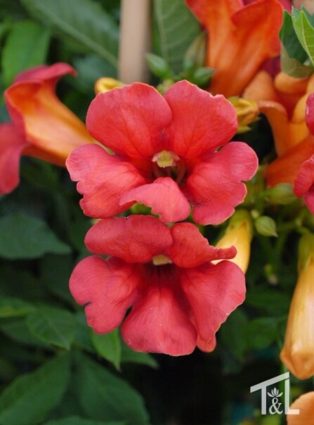 Trumpet Vine Summer Jazz Fire 1 gal