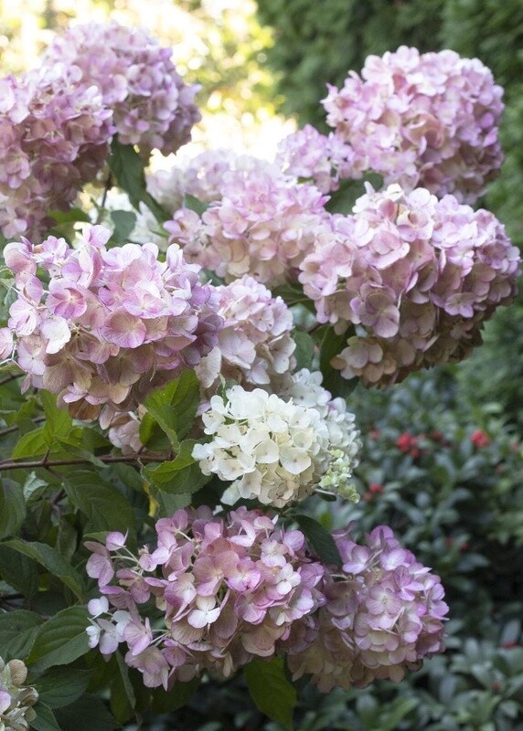 Hydrangea Pan Strawberry Shake 2 gal