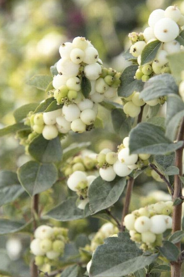 Snowberry White 2 gal