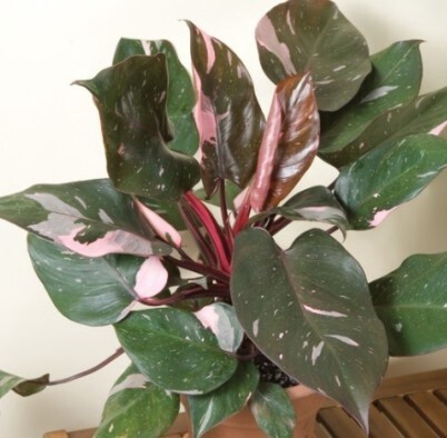 Philodendron Pink Princess 4"