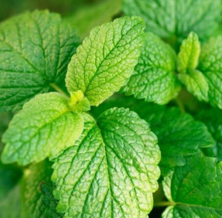 Lemon Balm 4"