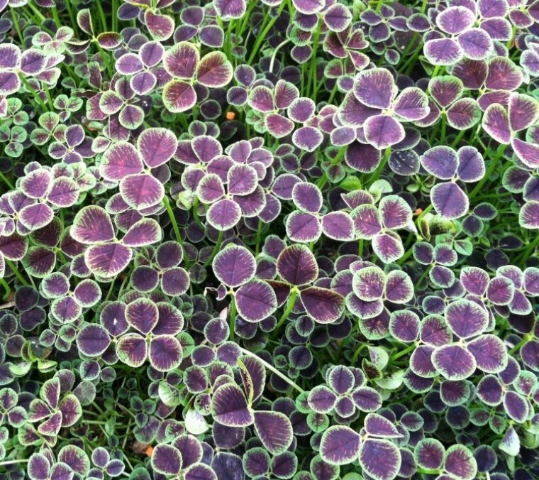 Dutch Clover Trifolium Purple 4"