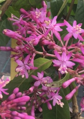 Fuchsia Tree 2 gal
