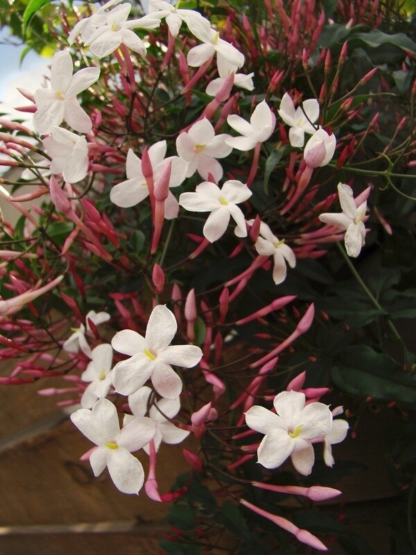 Pink Jasmine 1 gal