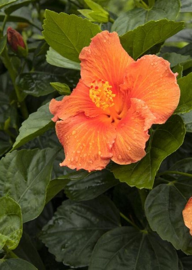 Hibiscus jazzy jewel amber 1 gal