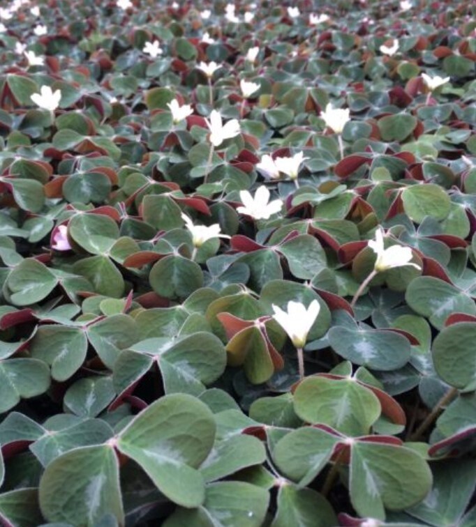 Oxalis Klamath Ruby Qt