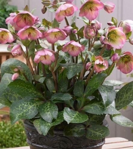 Hellebore Dorothys Dawn 1 gal