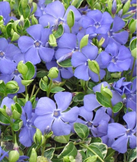 Vinca Ralph Shugart 4&quot;