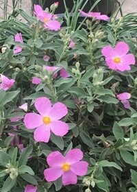 Cistus Jester 1 gal