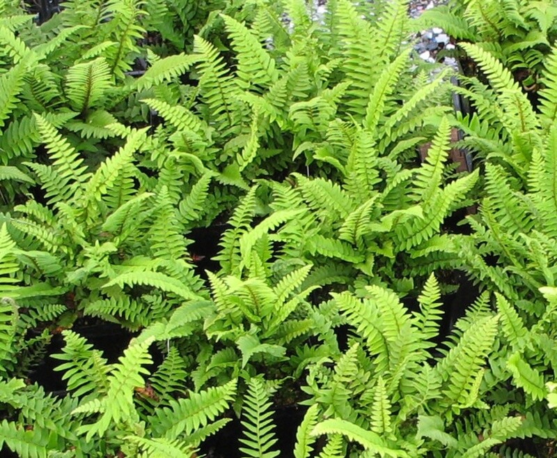 Western Sword Fern 1 gal