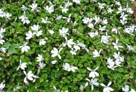 White Star Creeper 4&quot;