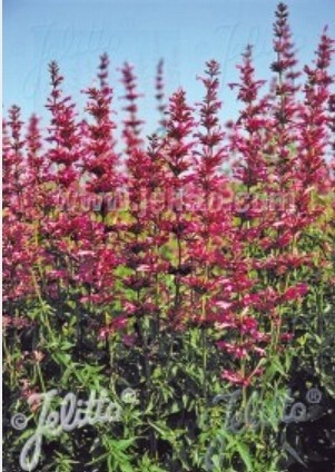 Agastache Mexi Sangria 1 gal