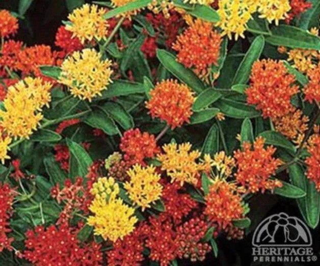 Milkweed Gay Butterflies 1 gal