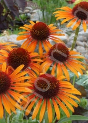 Echincacea Flame Thrower 1 gal
