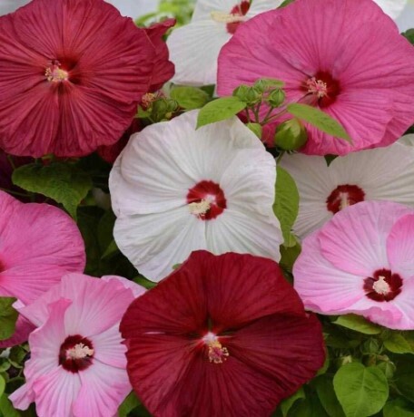 Hibiscus Luna Mix 2 gal