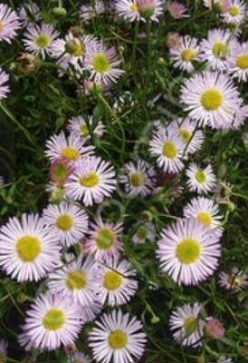 Santa Barb Daisy pink 4&quot;