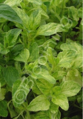 Oregano Variegated 4&quot;