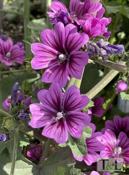Malva Zebrina 1 gal