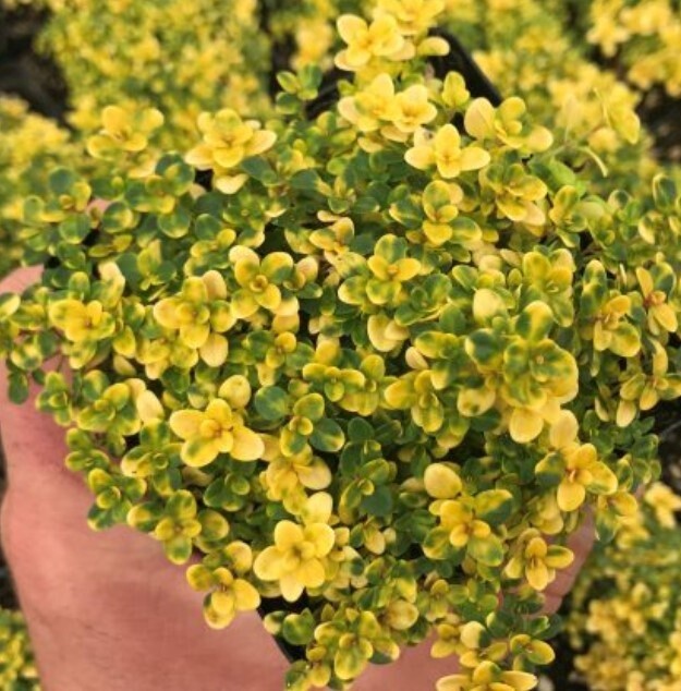 Thyme Doone Valley 4&quot;