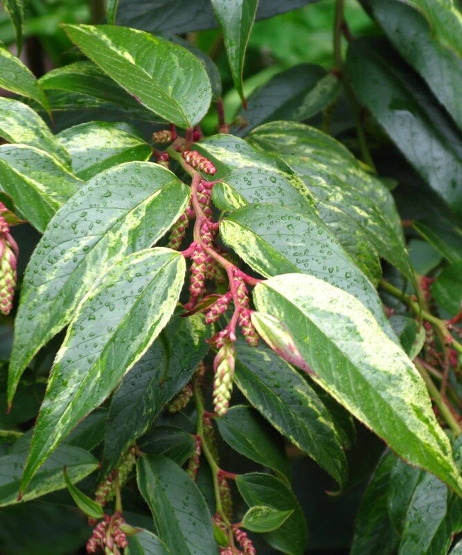 Leucothoe Rainbow 1 gal