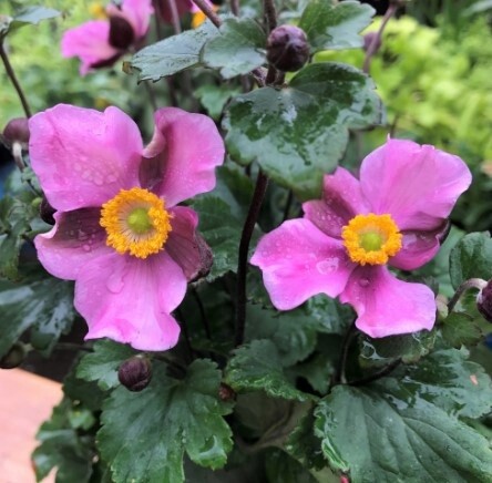 Anemone Lucky Charm 1 gal