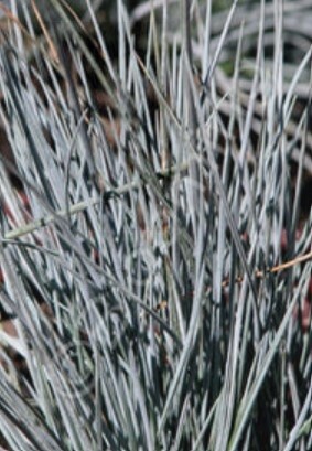 Festuca Boulder Blue 1 gal