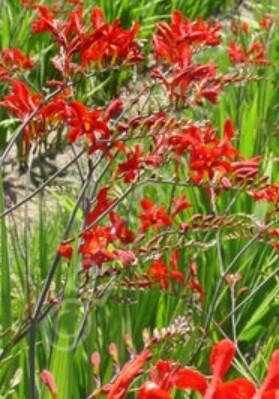 Crocosmia Lucifer 2 gal