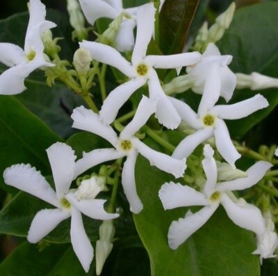 Star Jasmine Staked 1 gal