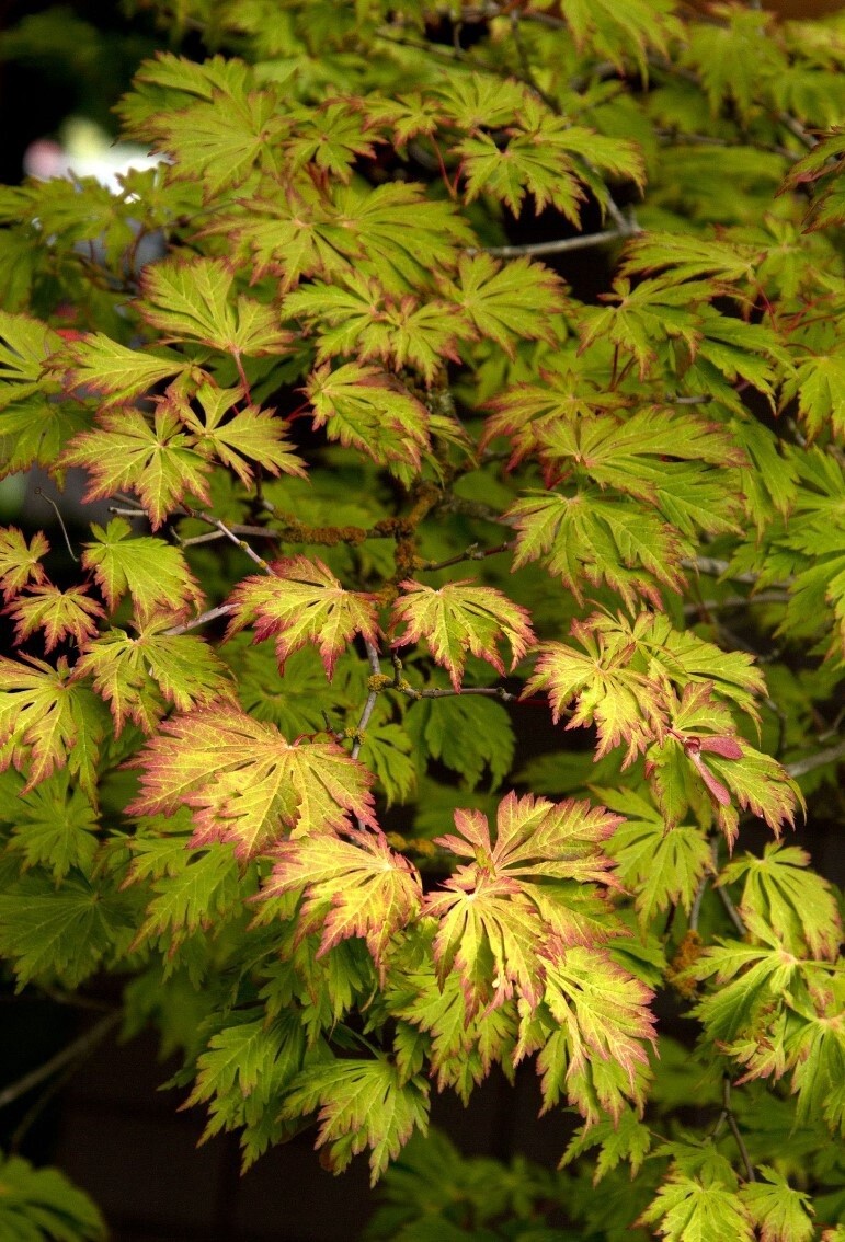 Japanese Maple Fern Leaf 3 gal