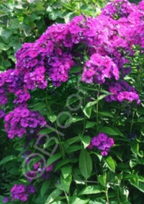 Phlox Flame Purple 1 gal