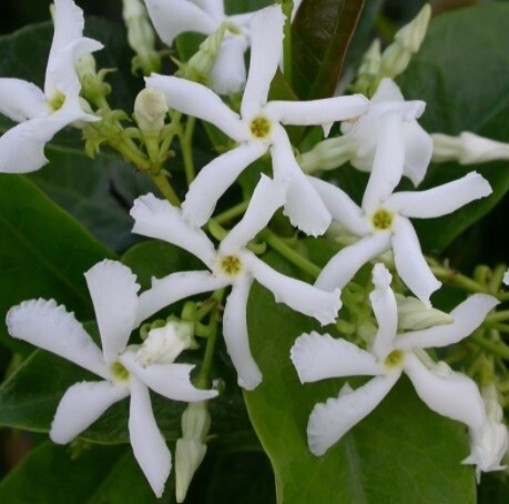 Star Jasmine 5 gal