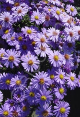 Aster Prof Kippenburg 1 gal