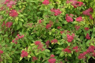 Spiraea Double Play Red 2 gal