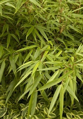 Bamboo Rufa 2 gal